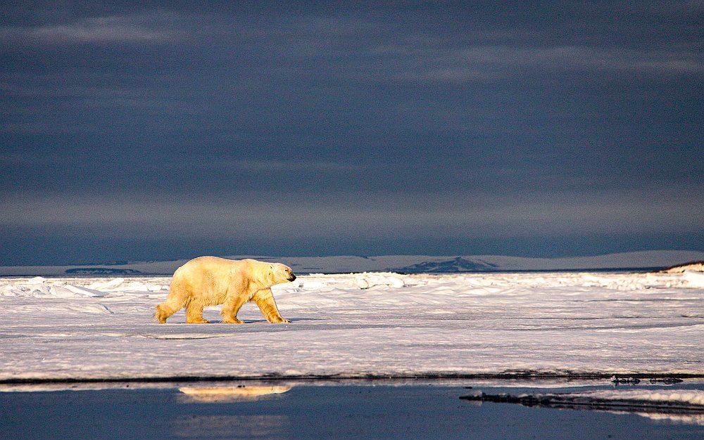 Polar bear123.JPG